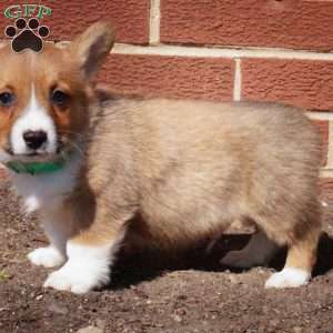 Romeo, Pembroke Welsh Corgi Puppy