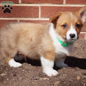 Romeo, Pembroke Welsh Corgi Puppy