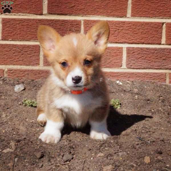 Rocky, Pembroke Welsh Corgi Puppy