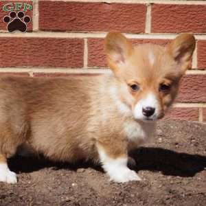 Rocky, Pembroke Welsh Corgi Puppy