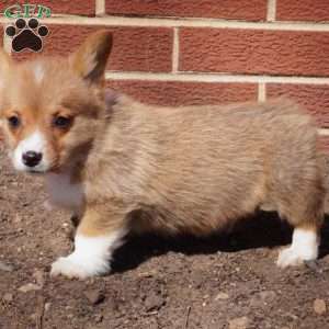 Rocky, Pembroke Welsh Corgi Puppy