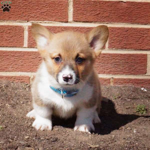 Remi, Pembroke Welsh Corgi Puppy