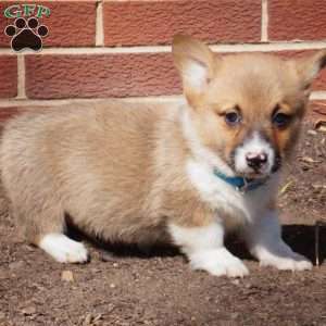 Remi, Pembroke Welsh Corgi Puppy