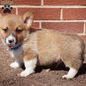 Remi, Pembroke Welsh Corgi Puppy