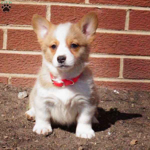 Ruby, Pembroke Welsh Corgi Puppy