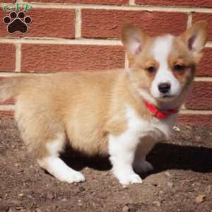 Ruby, Pembroke Welsh Corgi Puppy