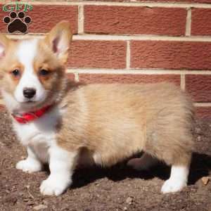 Ruby, Pembroke Welsh Corgi Puppy