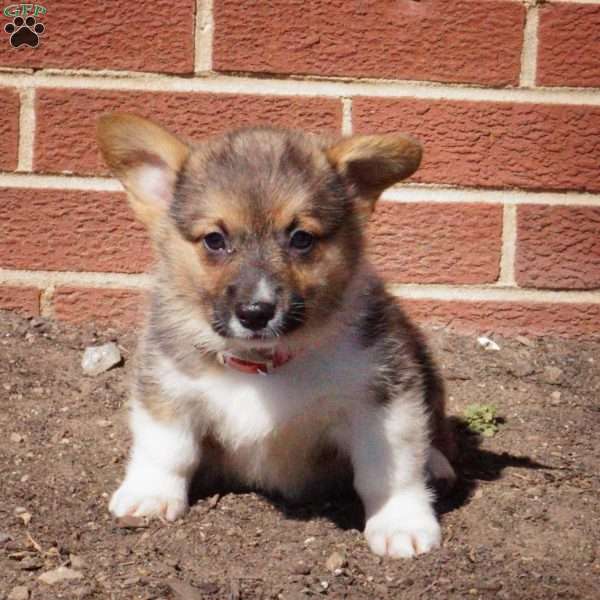 Raven, Pembroke Welsh Corgi Puppy