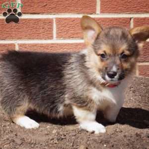 Raven, Pembroke Welsh Corgi Puppy