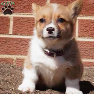 Rory, Pembroke Welsh Corgi Puppy