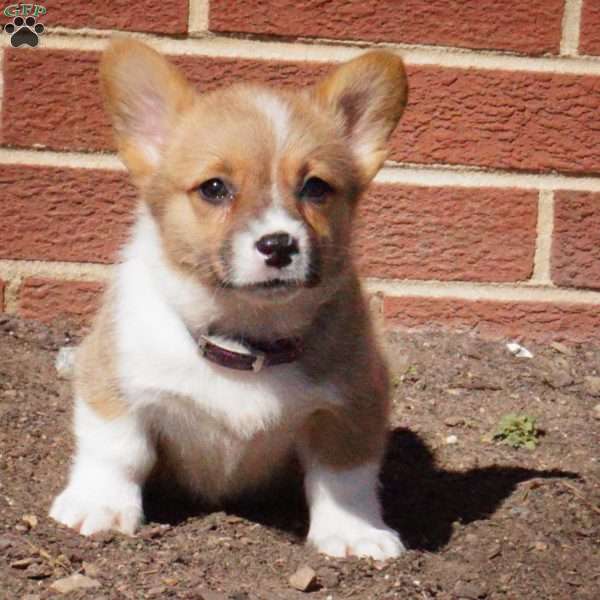 Rory, Pembroke Welsh Corgi Puppy