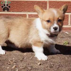 Rory, Pembroke Welsh Corgi Puppy