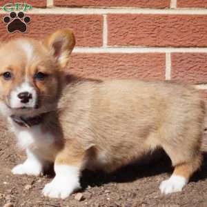 Rory, Pembroke Welsh Corgi Puppy