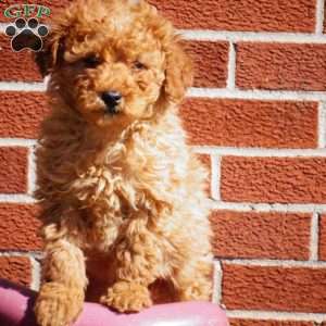 Grace, Miniature Poodle Puppy