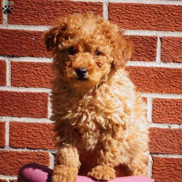 Grace, Miniature Poodle Puppy