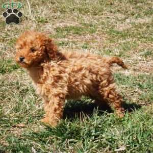 Grace, Miniature Poodle Puppy