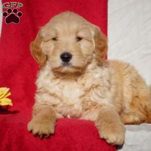 Silas, Goldendoodle Puppy