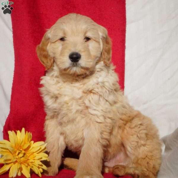 Silas, Goldendoodle Puppy