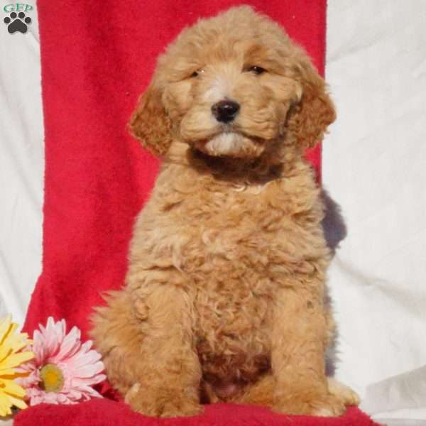 Sophia, Goldendoodle Puppy