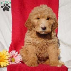 Sophia, Goldendoodle Puppy