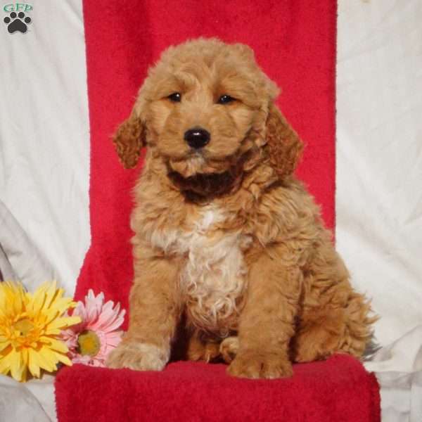 Samuel, Goldendoodle Puppy