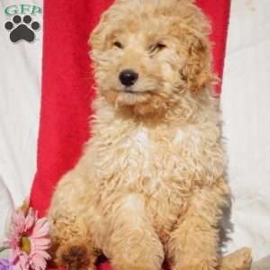 Polly, Goldendoodle Puppy