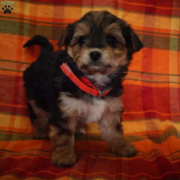 Connie, Yorkie-Chon Puppy