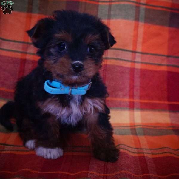 Crystal, Yorkie-Chon Puppy