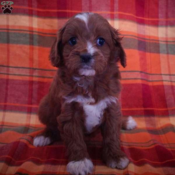 Lacey, Cavapoo Puppy