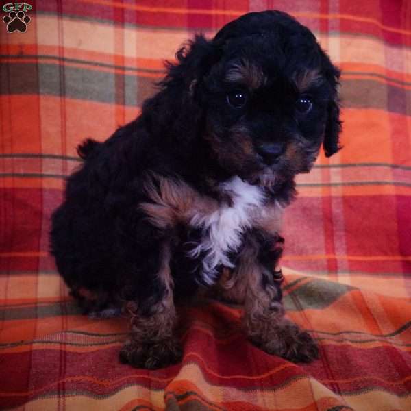 Lindy, Cavapoo Puppy