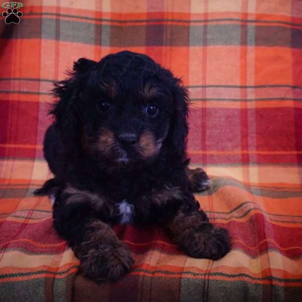 Lottie, Cavapoo Puppy