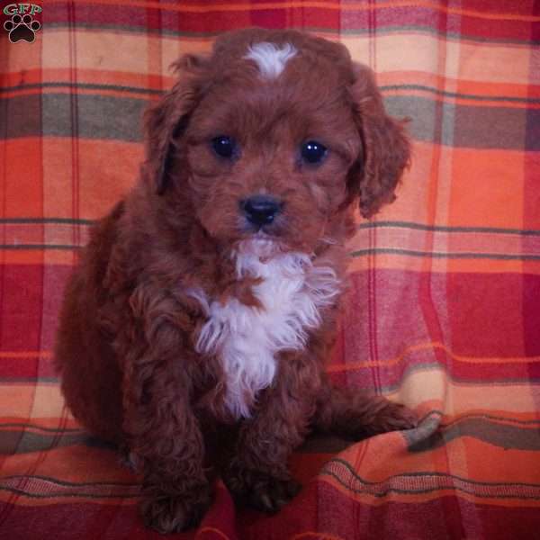 Logan, Cavapoo Puppy