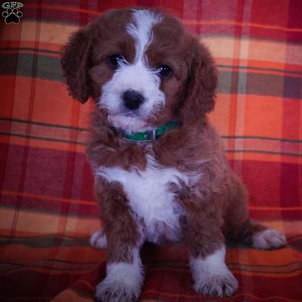 Fern, Miniature Poodle Mix Puppy