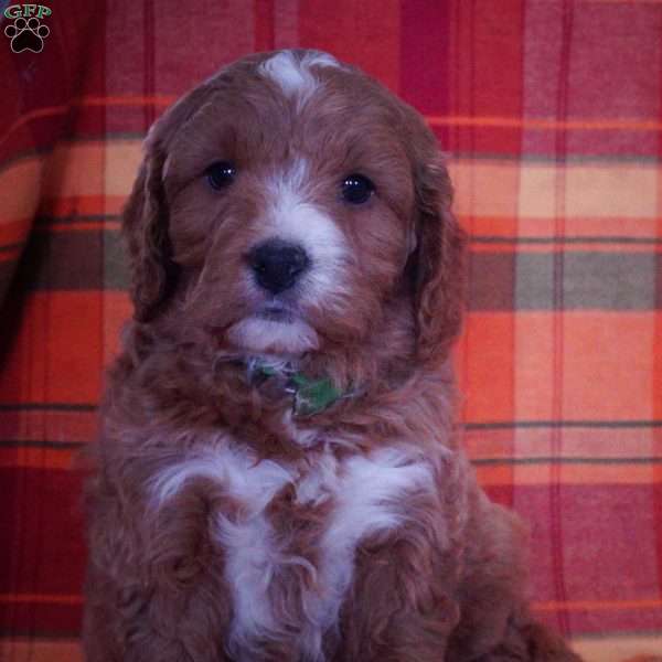 Finley, Miniature Poodle Mix Puppy