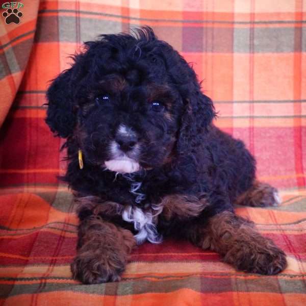 Flint, Miniature Poodle Mix Puppy