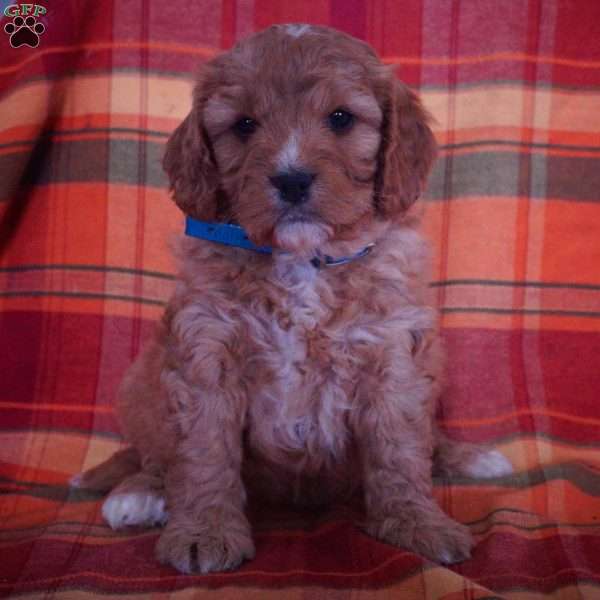 Freddy, Miniature Poodle Mix Puppy