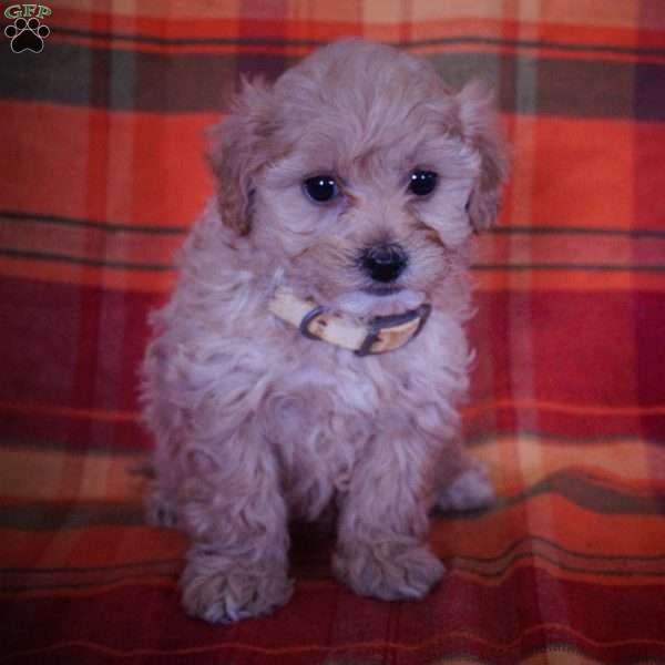 Jolene, Maltipoo Puppy