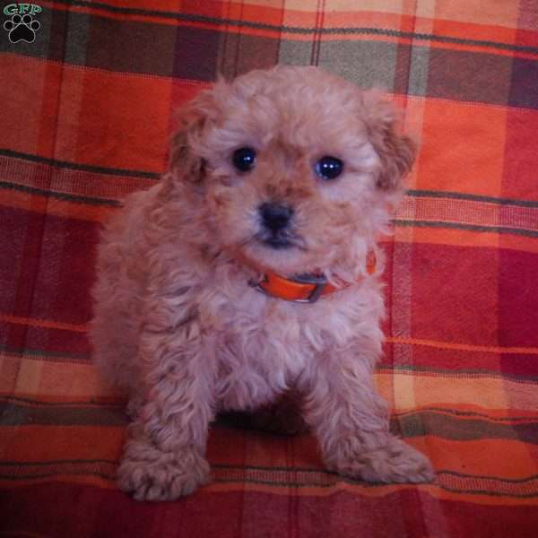 Jewel, Maltipoo Puppy