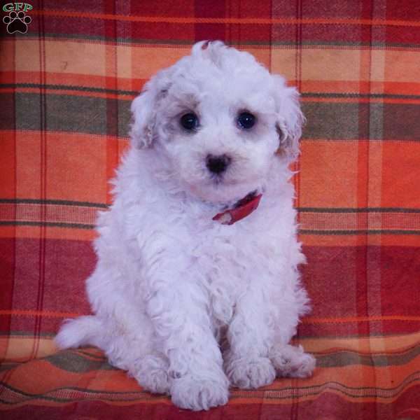 Jean, Maltipoo Puppy