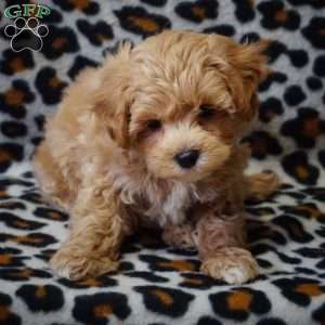 Ocean, Maltipoo Puppy