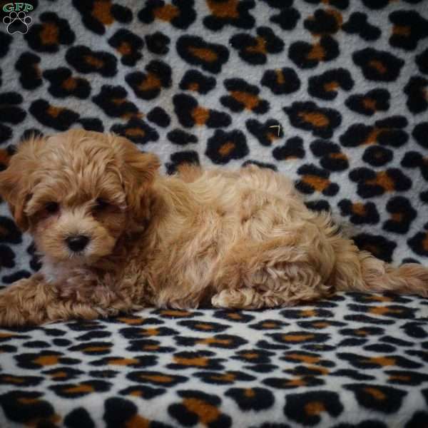 Ocean, Maltipoo Puppy