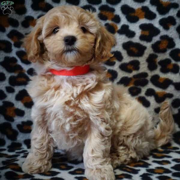 Octavia, Maltipoo Puppy