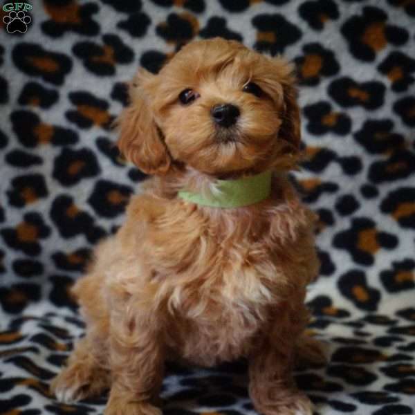 Opal, Maltipoo Puppy