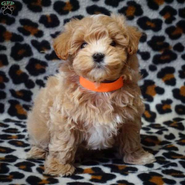 Odette, Maltipoo Puppy