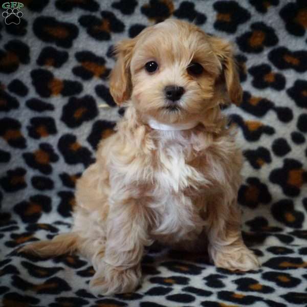 Olympia, Maltipoo Puppy