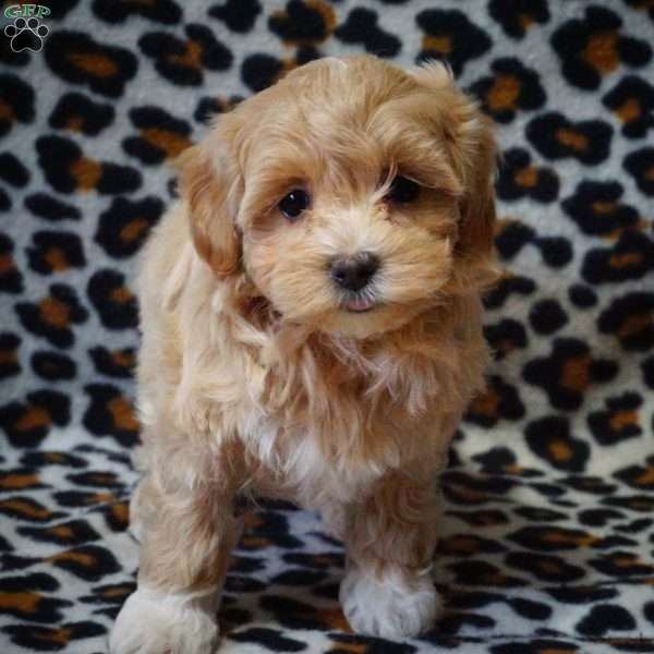 Ophelia, Maltipoo Puppy