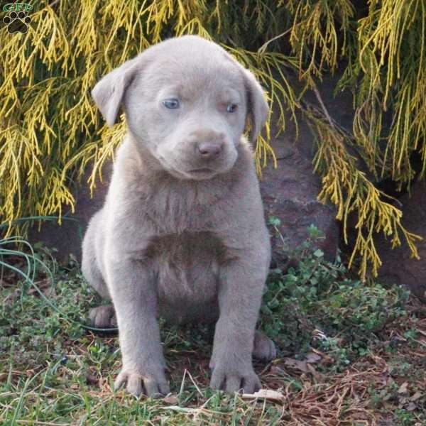 Clara, Silver Labrador Retriever Puppy