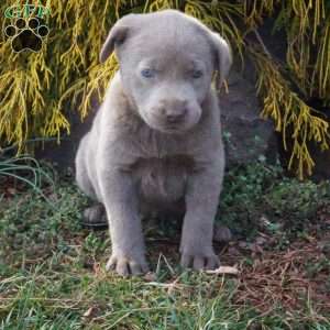 Clara, Silver Labrador Retriever Puppy