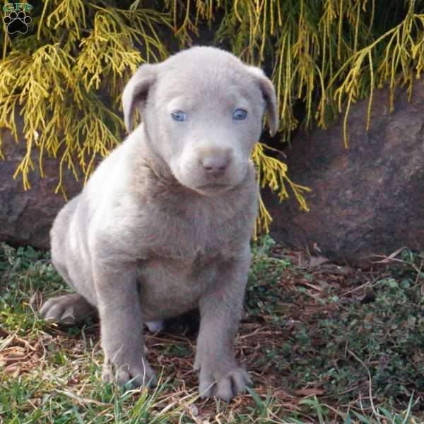 Charlie, Silver Labrador Retriever Puppy