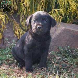 Marshmallow Mike, Black Labrador Retriever Puppy